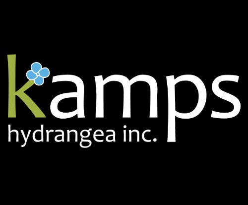 Kamps Hydrangea 23
